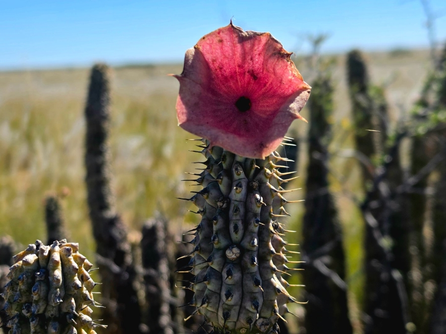 Commercial Property for Sale in Upington Rural Northern Cape